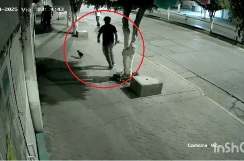  Cinco jóvenes propinan golpiza a una cachorra en Santiago Miahuatlán