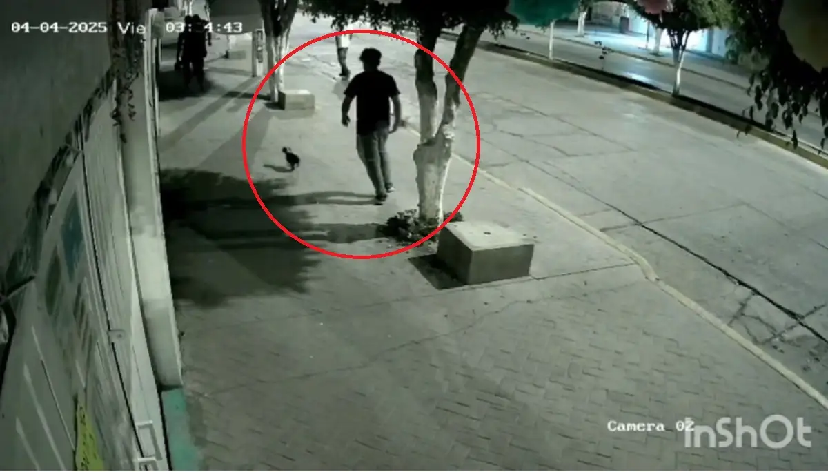 Cinco jóvenes propinan golpiza a una cachorra en Santiago Miahuatlán