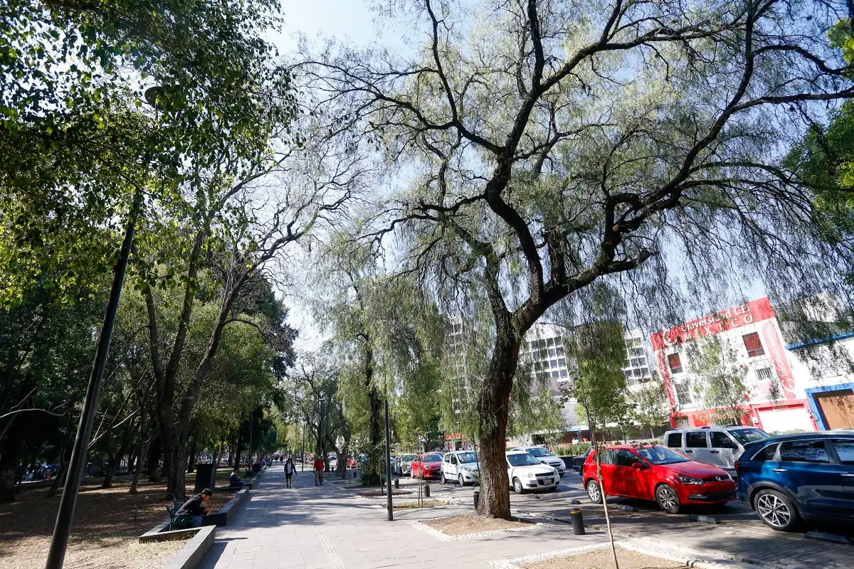 Adelanta Armenta modificaciones a la ley de arbolado urbano en Puebla