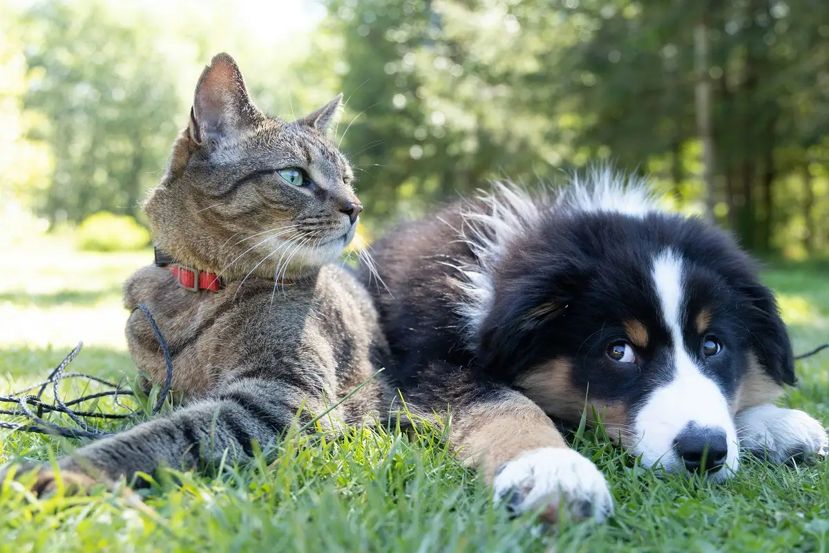 padrón estatal de perros y gatos