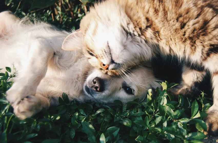  Así puedes registrar a tu perro o gato en el padrón estatal de Puebla