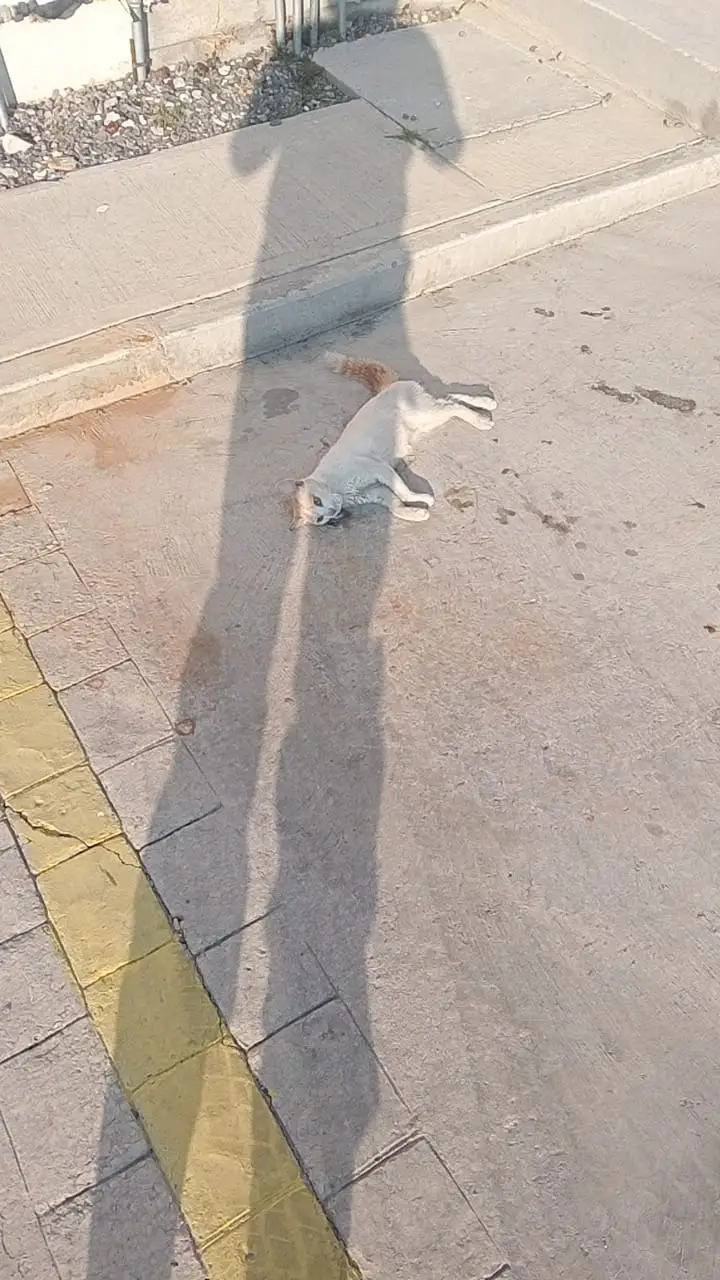 Envenenan al menos 10 mascotas en dos fraccionamientos de Tianguismanalco