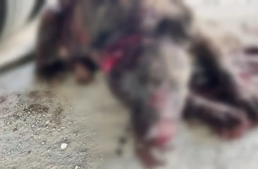  Matan a machetazos a «capitán»; un perrito callejero en San Diego Chalma, Tehuacán