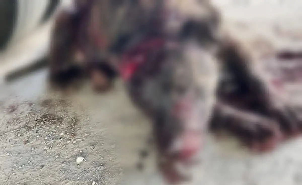 Matan a machetazos a capitán; un perrito callejero en San Diego Chalma