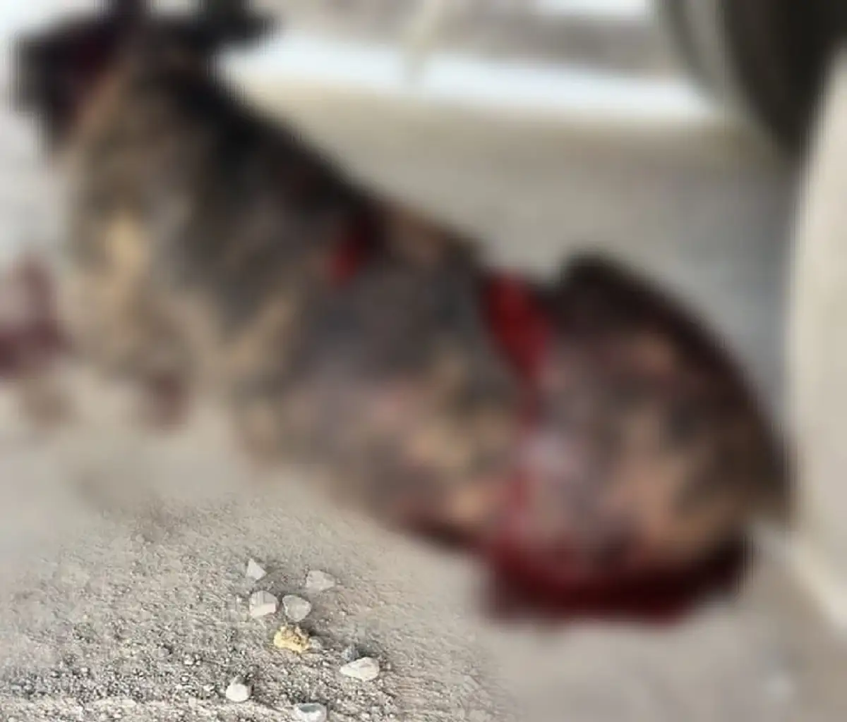 Matan a machetazos a capitán; un perrito callejero en San Diego Chalma