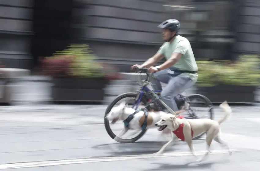  Vía Recreativa: una ruta dominical para los poblanos y sus mascotas