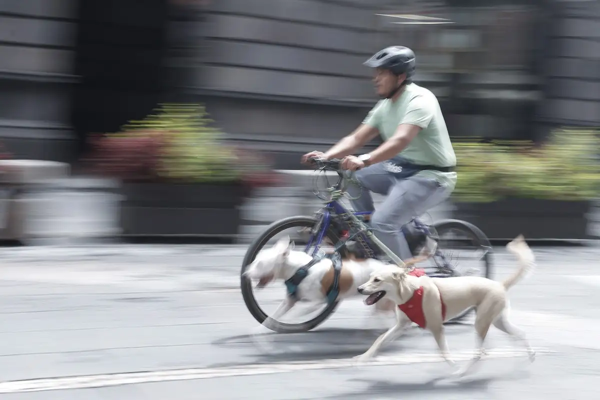 Vía Recreativa una ruta dominical para los poblanos y sus mascotas