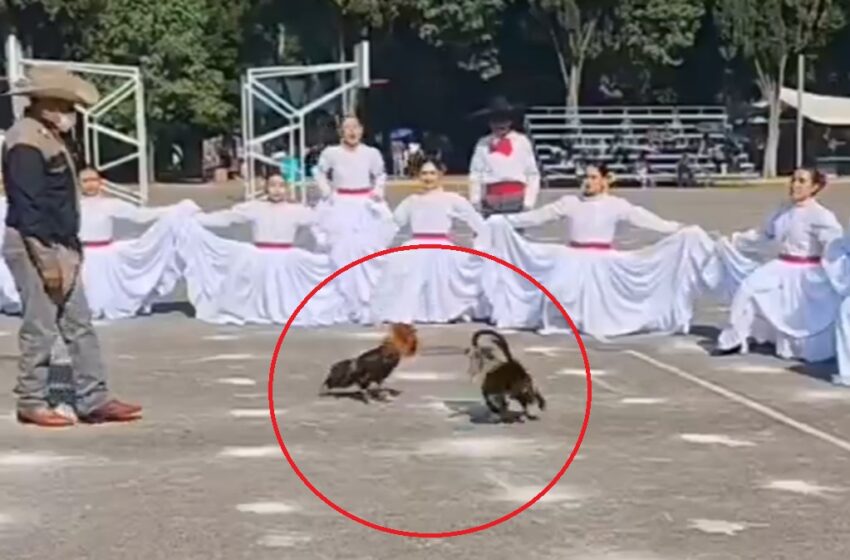  VIDEO Pelea de gallos en pleno festival escolar del CENHCH en Puebla desata polémica en redes