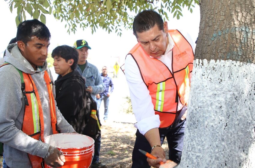  Con encalado, basado en criterios técnico-científicos, se protege arbolado urbano