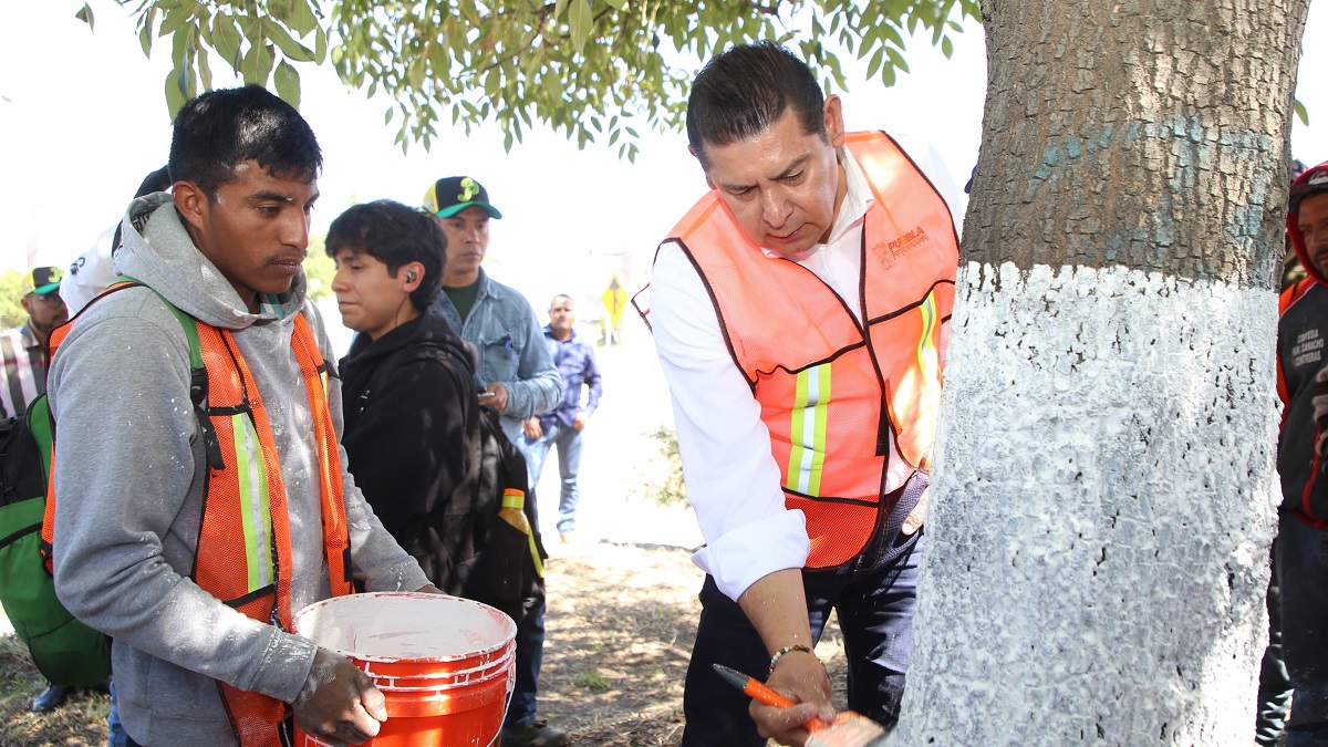 Con encalado, basado en criterios técnico-científicos, se protege arbolado urbano