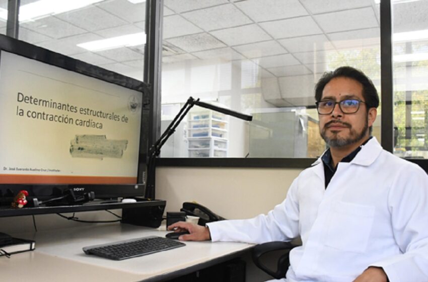  En el Instituto de Fisiología reside uno de los pocos grupos del país que estudia la relación estructura-función en las células cardiacas
