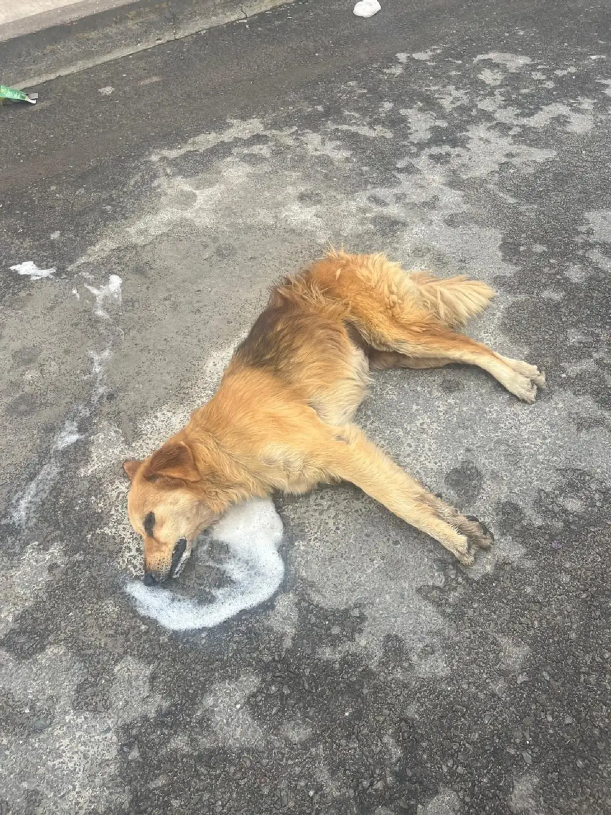 Envenenan a tres perros en la colonia 3 de Mayo