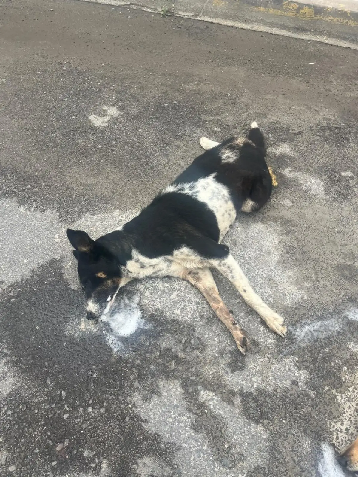 Envenenan a tres perros en la colonia 3 de Mayo