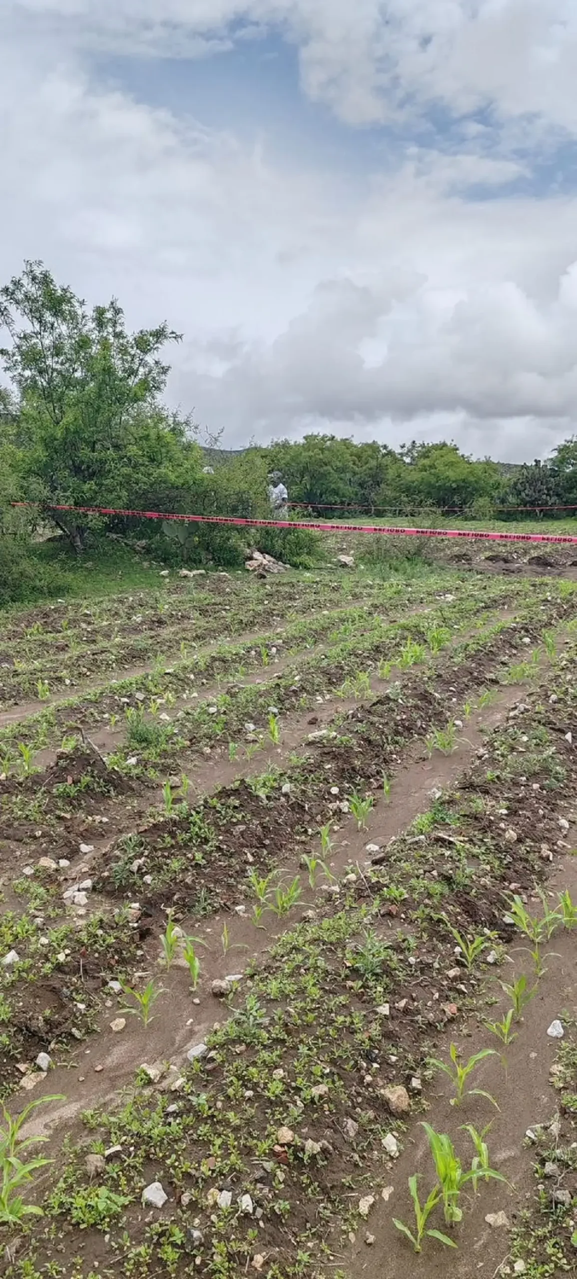 Hallan un cuerpo en terrenos de cultivo de Palmar de Bravo