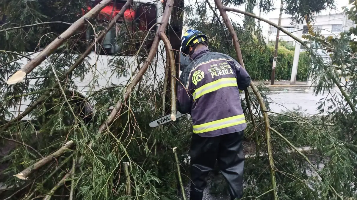 Vecinos de bosques de San Sebastián ya habían reportado el árbol que colapsó