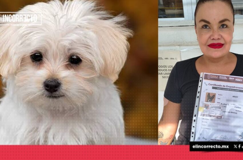  En Puebla no es obligatoria la CURP de mascotas: así puedes inscribir gratis a tu perro o gato en el padrón estatal