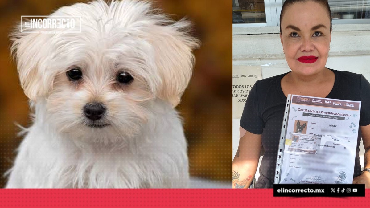 En Puebla no es obligatoria la CURP de mascotas: así puedes inscribir gratis a tu perro o gato en el padrón estatal