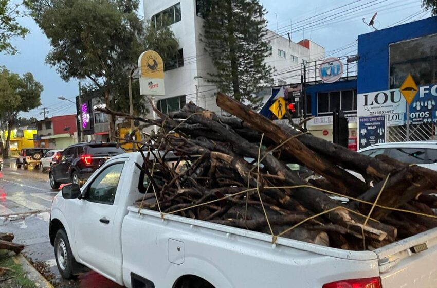  Atiende Protección Civil caída de árbol frente a Ciudad Universitaria
