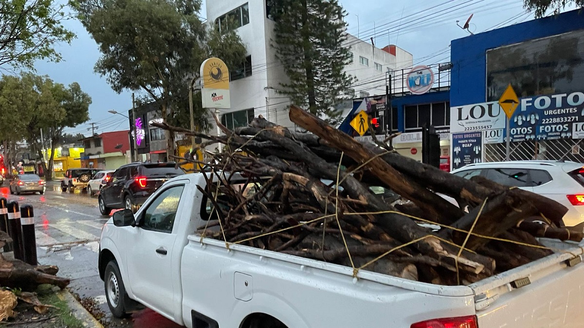 Atiende Protección Civil caída de árbol frente a Ciudad Universitaria