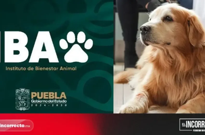  Centro de Bienestar Animal atenderá a mil 500 ejemplares