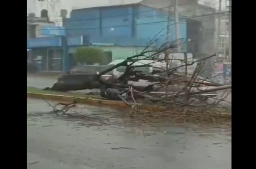  De milagro la libra: árbol cae sobre mujer durante tormenta en La Paz, Puebla