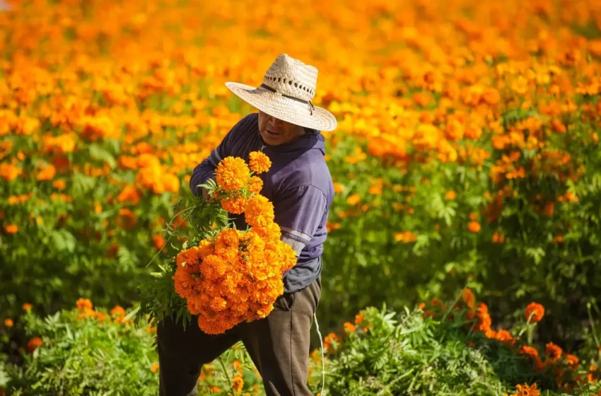  En riesgo producción de flor de cempasúchil en Atlixco por inundaciones