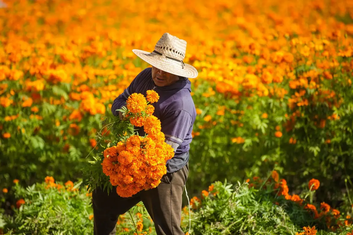 En riesgo producción de flor de cempasúchil en Atlixco por inundaciones