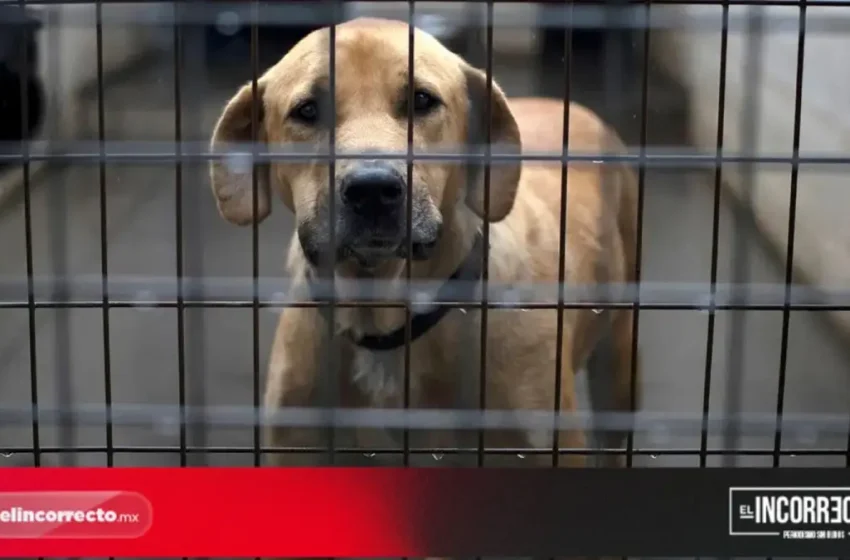  Medio Ambiente recibió 495 denuncias por maltrato animal en el municipio de Puebla