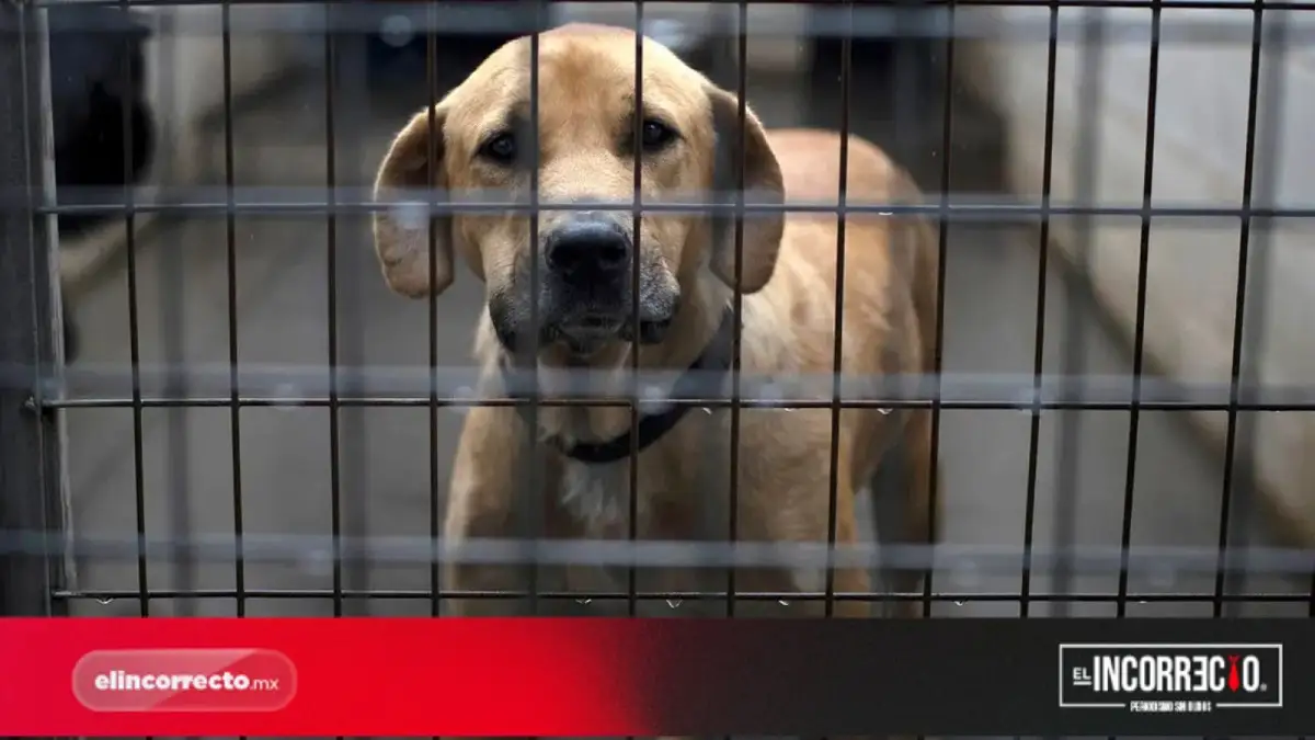 Medio Ambiente recibió 495 denuncias por maltrato animal en el municipio de Puebla