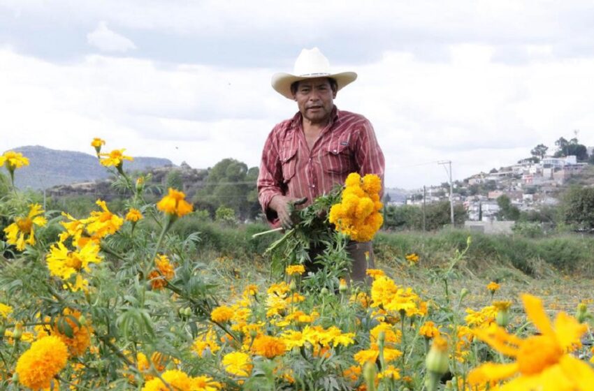  Puebla líder en producción de cempasúchil y terciopelo; concentra el 72% nacional