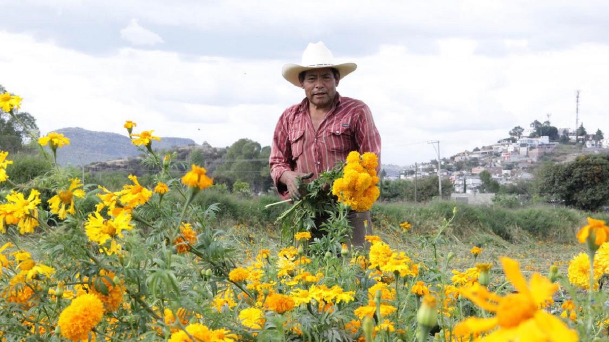Puebla líder en producción de cempasúchil y terciopelo; concentra el 72% nacional