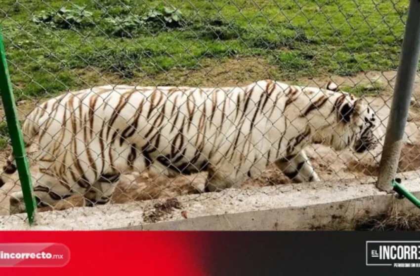  Pide Segob investigación de custodia del tigre del zoológico de Xicotepec que murió ahogado