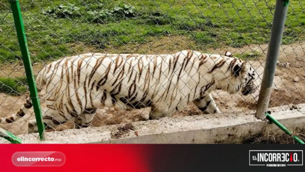 Pide Segob investigación de custodia del tigre del zoológico de Xicotepec que murió ahogado