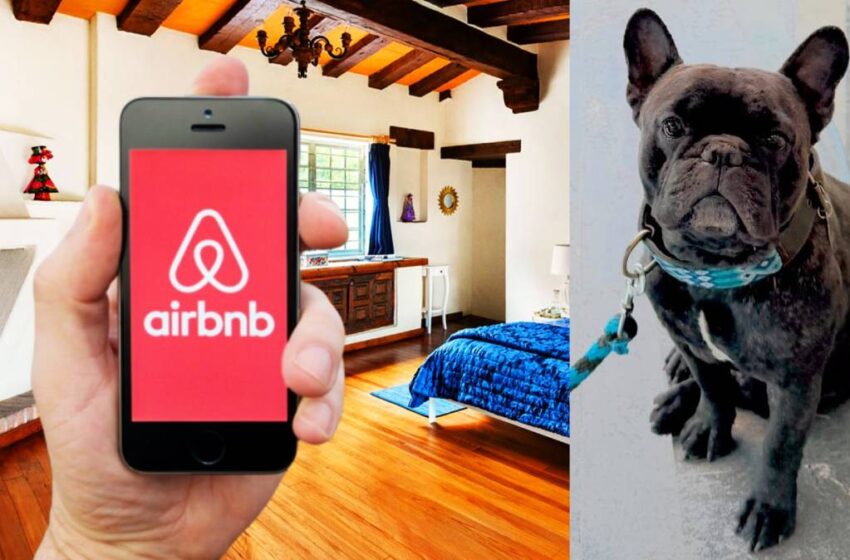  Mujer denuncia robo en Airbnb de Cholula: maleantes se llevan a su perrito