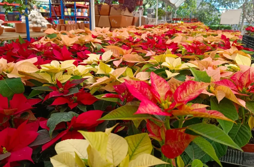  En Atlixco, venden flor de nochebuena desde los 25 pesos y hasta los 400