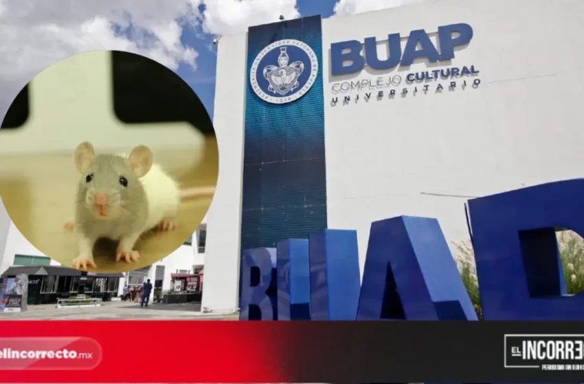  BUAP no utiliza ratones para pruebas de laboratorio
