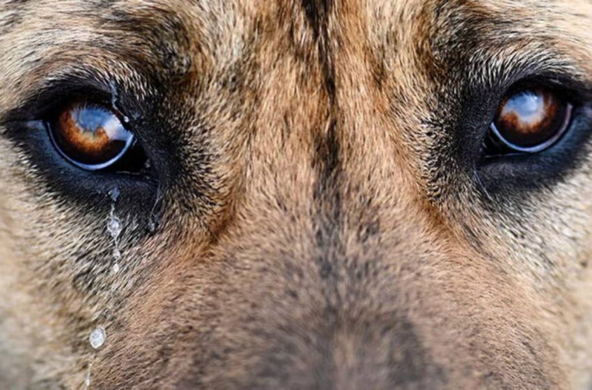  Hallan a perro asesinado con mensaje de advertencia en comunidad de Puebla y vecinos temen escalada de violencia