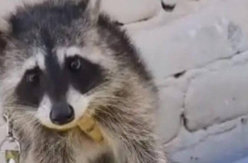  Indignación en Tehuacán por la venta ilegal de un mapache exhibido en redes sociales