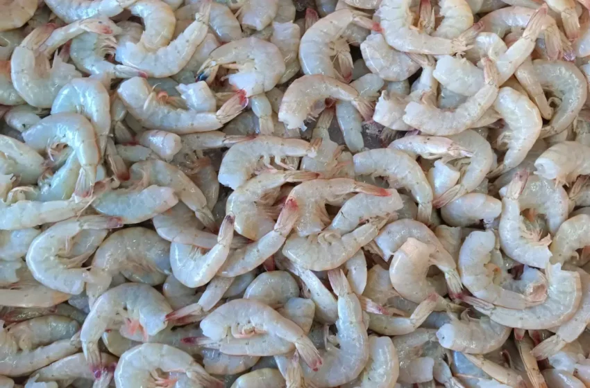  Arranca la cuaresma y venta de pescados y mariscos en Puebla; estiman ganancias del 90%