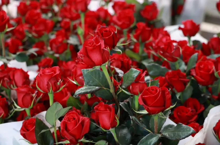  Chiautzingo principal productor de rosas; Puebla segundo lugar nacional