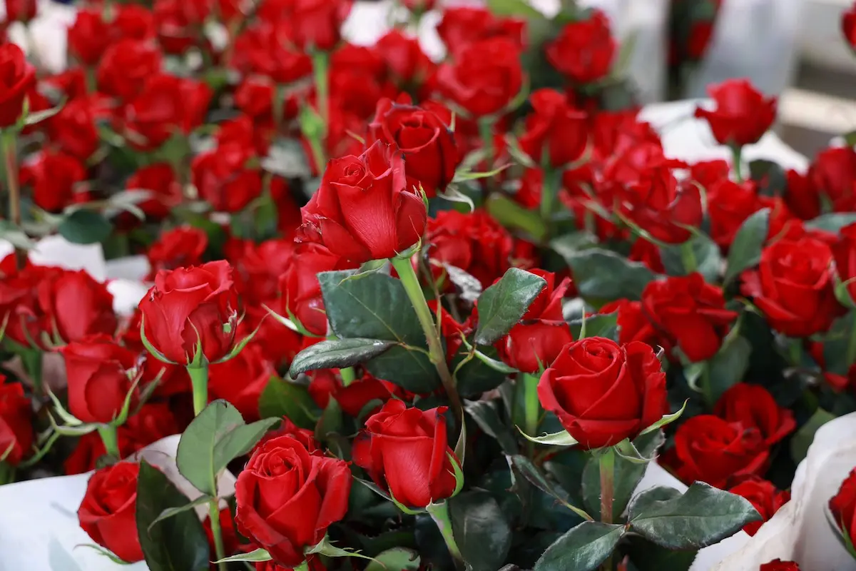 Chiautzingo principal productor de rosas; Puebla segundo lugar nacional