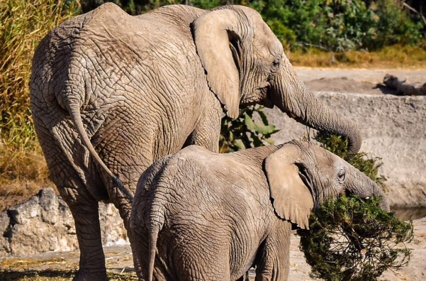  Concluye con éxito la campaña Verde Navidad, en coordinación con Africam Safari y el Gobierno de Pepe Chedraui