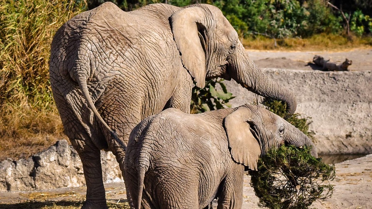 Concluye con éxito la campaña Verde Navidad, en coordinación con Africam Safari y el Gobierno de Pepe Chedraui