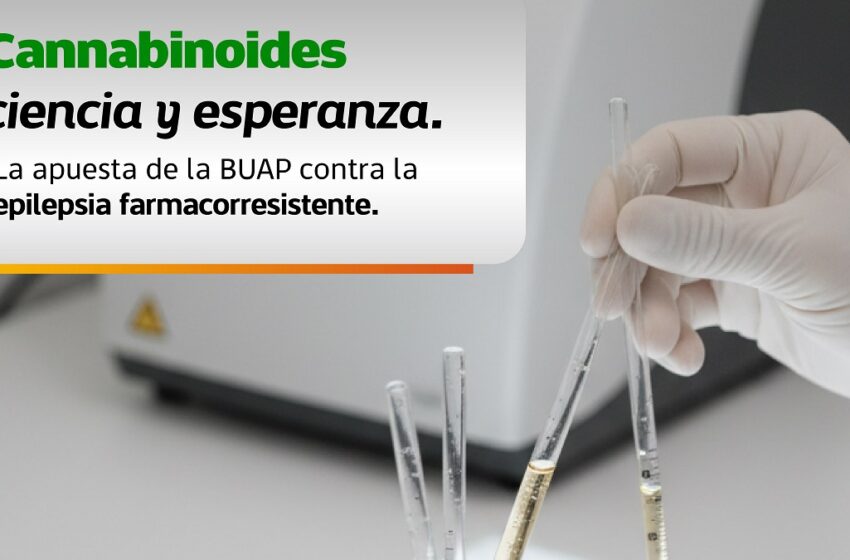 Estudian en la BUAP cannabinoides para tratamiento de epilepsia