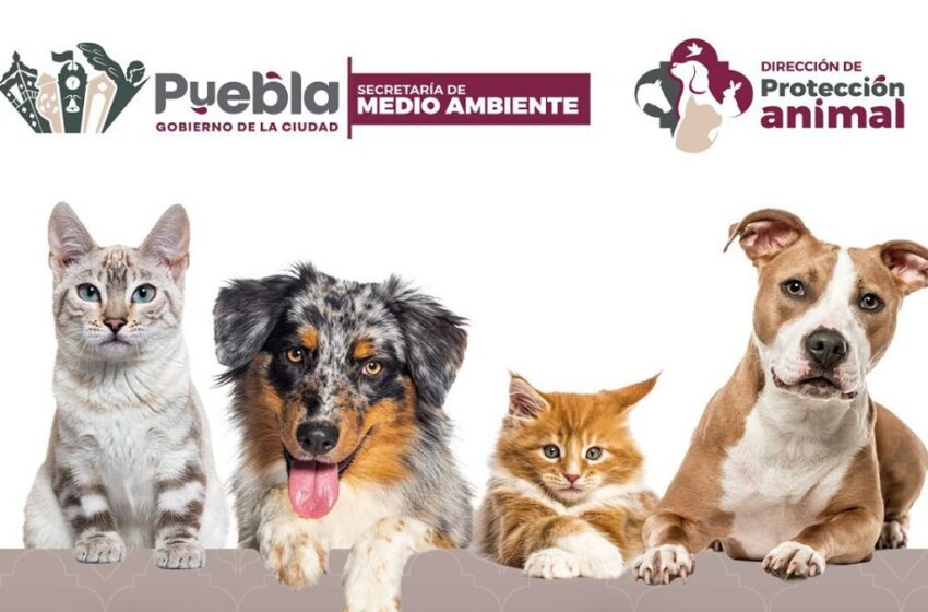  Gobierno de Pepe Chedraui invita a participar en las Jornadas de Adopción de Gatitos y Perritos
