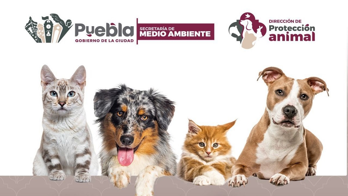 Gobierno de Pepe Chedraui invita a participar en las Jornadas de Adopción de Gatitos y Perritos