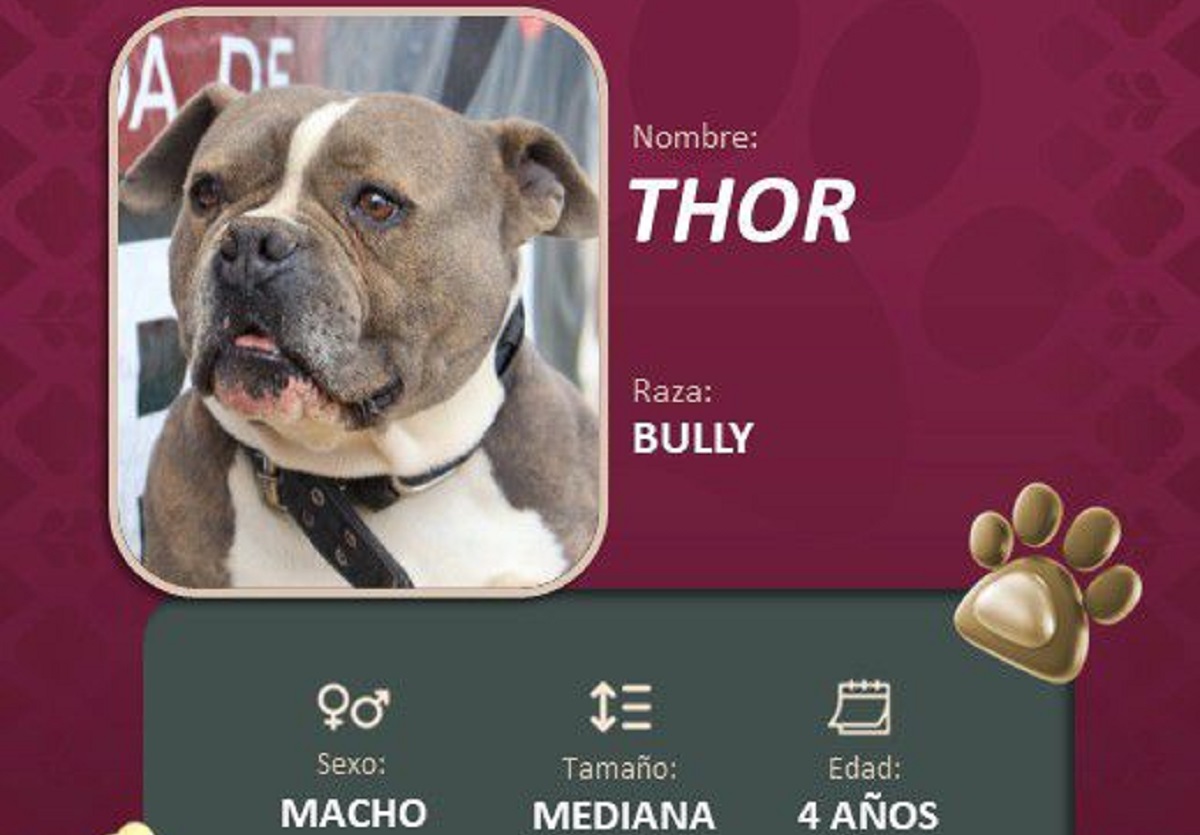 Impulsa Pepe Chedraui la adopción responsable de perritos