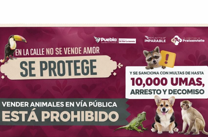 Se refuerzan acciones para regular venta de animales en vía pública por instrucciones de Pepe Chedraui