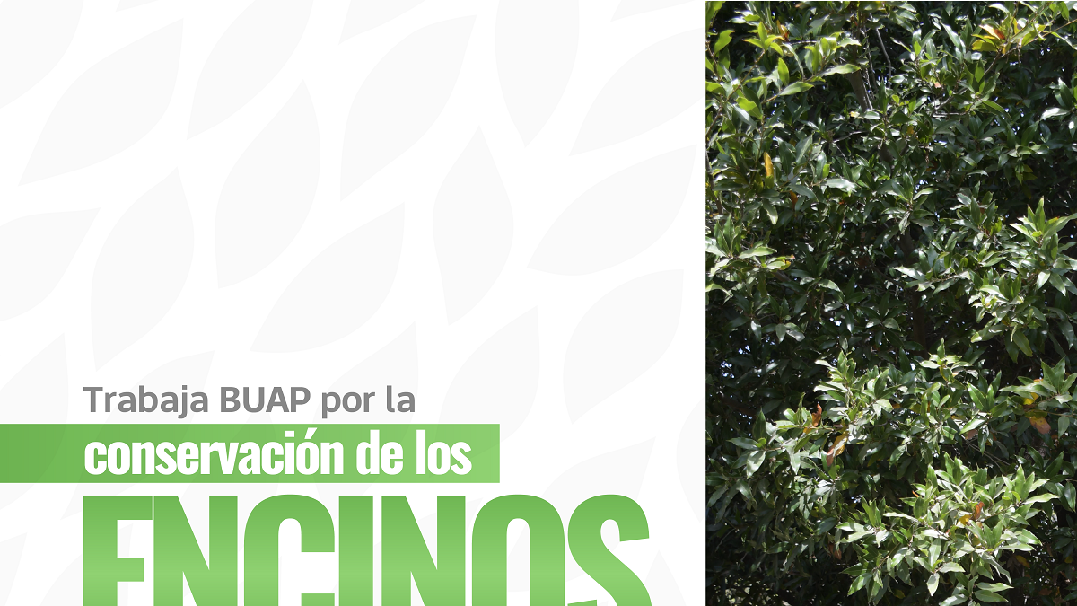 Trabaja BUAP para la conservación de encinos en México y América Central
