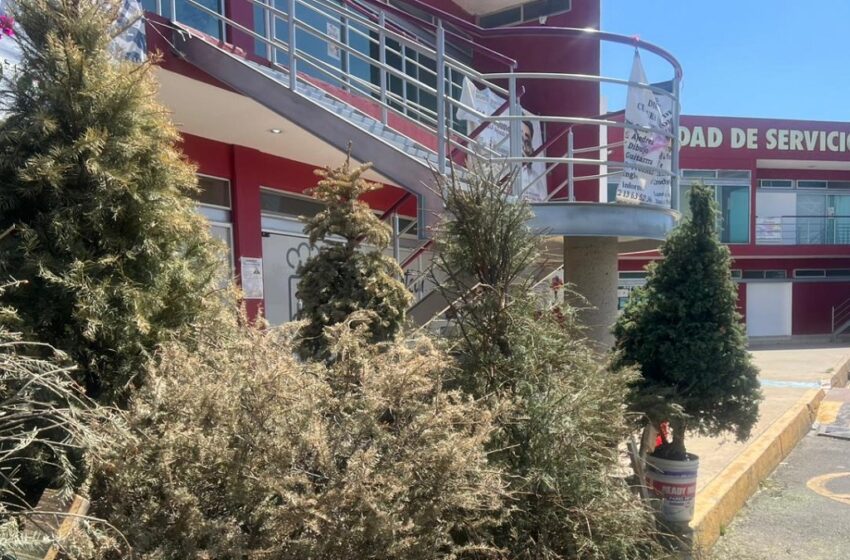  Última semana del programa verde navidad en Cuautlancingo